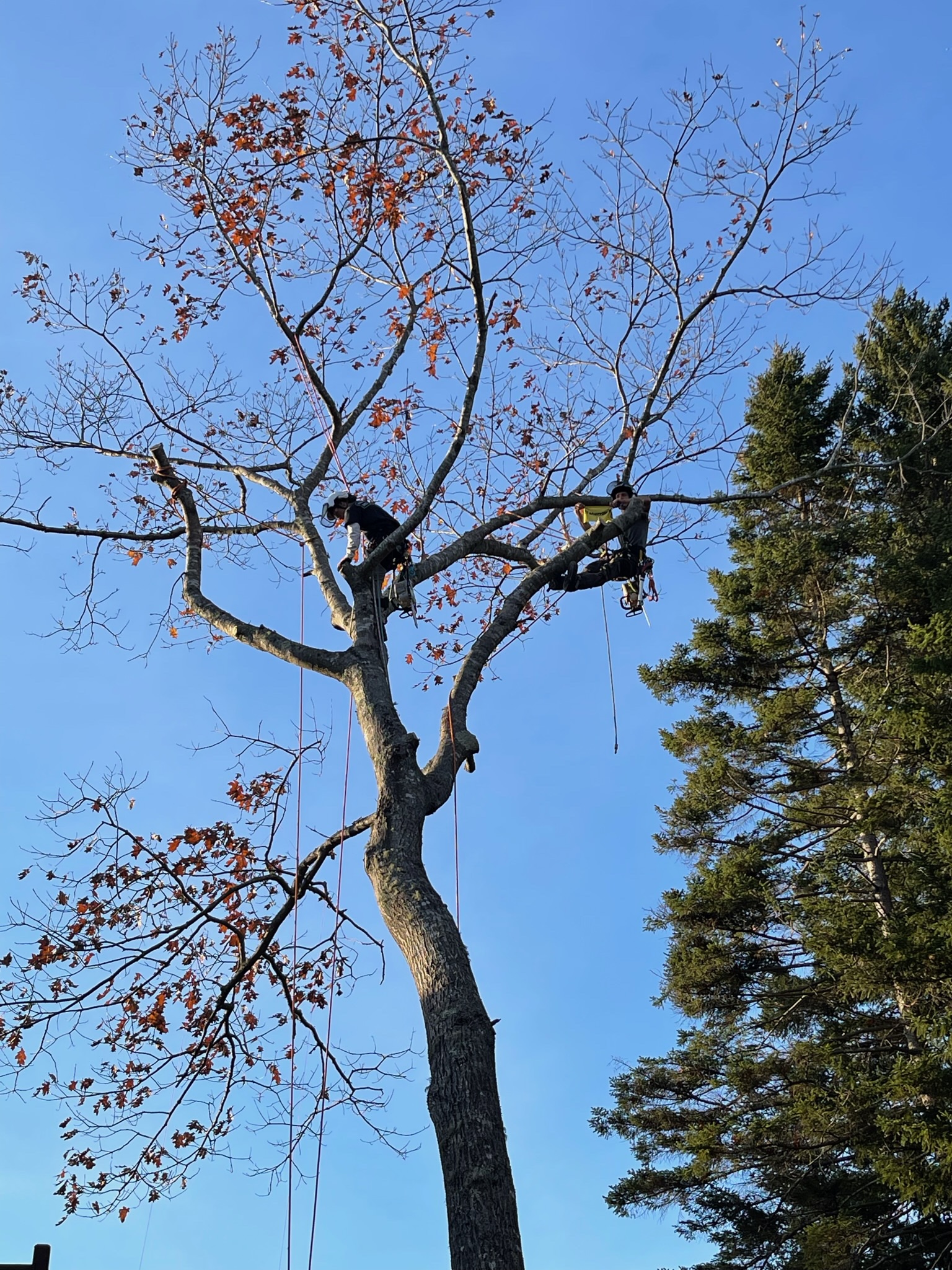 Starling Tree climbers in a coastal Maine oak